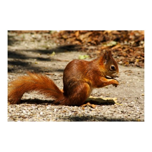 Eurasian red squirrel print