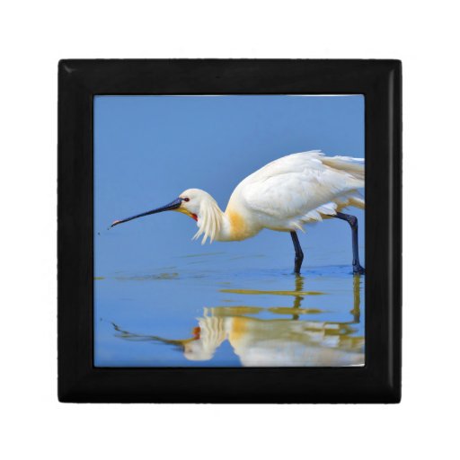 Eurasian Spoonbill Bird Platalea Leucorodia Gift Boxes