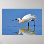 Eurasian Spoonbill Bird Platalea Leucorodia Print