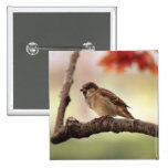 Eurasian Tree Sparrow Button