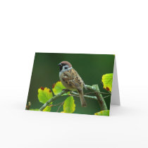 Eurasian Tree Sparrow in the autumn greeting card cards