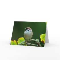 Eurasian Tree Sparrow in the autumn greeting card cards