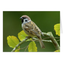 Eurasian Tree Sparrow in the autumn postcard cards