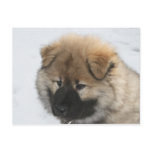 Eurasier Puppy Post Cards