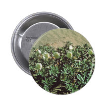 Eureka Evening Primrose Pinback Button
