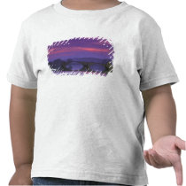 Europe, France, Provence, Avignon. Pont St, Shirt