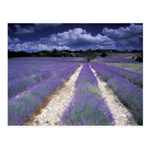 Europe, France, Provence. Lavander fields Post Cards