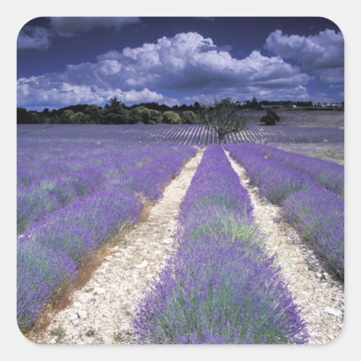 Europe, France, Provence. Lavander fields Stickers