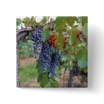 Europe, France, Roussillon. Vineyards, with Pin