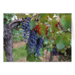 Europe, France, Roussillon. Vineyards, with cards