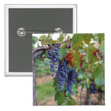 Europe, France, Roussillon. Vineyards, with Pin