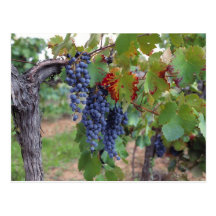 Europe, France, Roussillon. Vineyards, with Post Cards