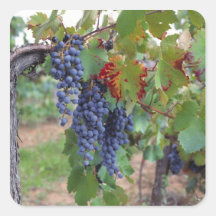 Europe, France, Roussillon. Vineyards, with Square Stickers