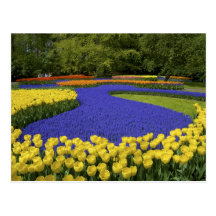 Europe, Netherlands, Holland, Lisse, Keukenhof Postcard
