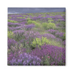Europe, Turkey, Cappadocia. Rural landscape 3 Magnet