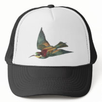 European Bee-eater Bird