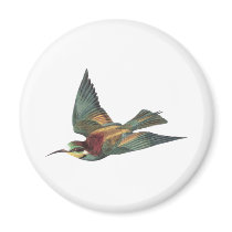 European Bee-eater Bird
