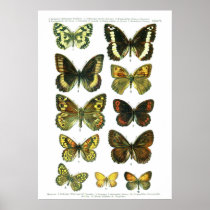 European Butterflies (Plate 05) Print