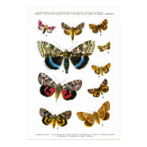 European Butterflies (Plate 16) posters by FlutterByButterfly European Butterflies (Plate 16) posters