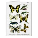 European Butterflies Plate I Card