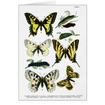 European Butterflies Plate I Card by vintage_emporium European Butterflies Plate I Card