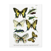 European Butterflies Plate I Postcard by vintage_emporium European Butterflies Plate I Postcard