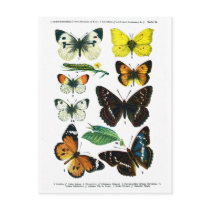 European Butterflies Plate II Postcard by vintage_emporium European Butterflies Plate II Postcard