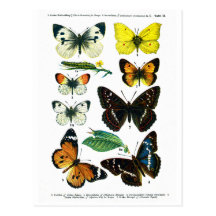 European Butterflies Plate II Postcard