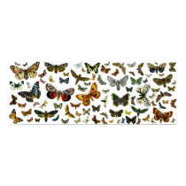 European Butterfly Collage posters by FlutterByButterfly European Butterfly Collage posters