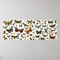European Butterfly Collage Poster