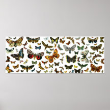 European Butterfly Collage Poster