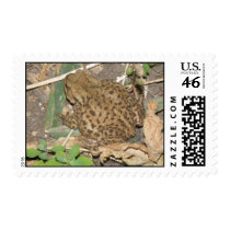 European Common Toad Postage Stamps