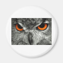European Eagle Owl Refrigerator Magnets