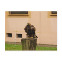 European Falcon postcards