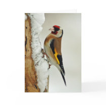European Goldfinch in snow greeting card cards