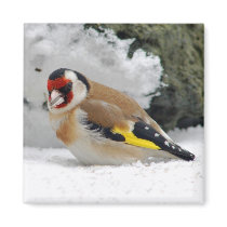 European Goldfinch in snow magnet by Thorninger European Goldfinch in snow magnet