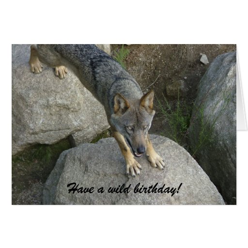 european_grey_wolf_birthday_card-rbb6a3c