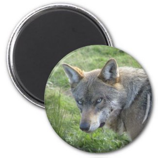 European grey wolf magnet
