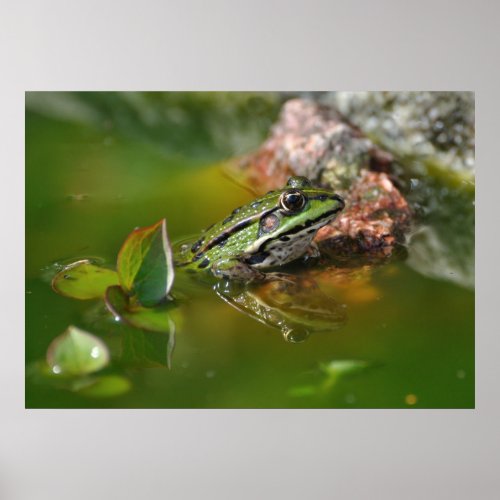 European Marsh Frog zazzle_print