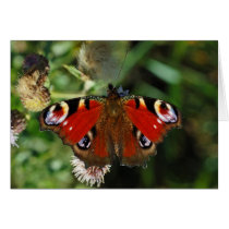 European peacock caterpillar butterfly card cards
