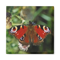 European peacock caterpillar butterfly magnet