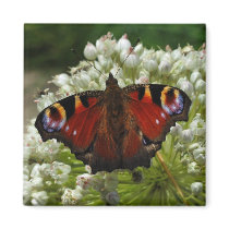 European peacock caterpillar butterfly magnet