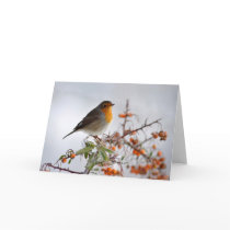 European Robin and orange berry cards