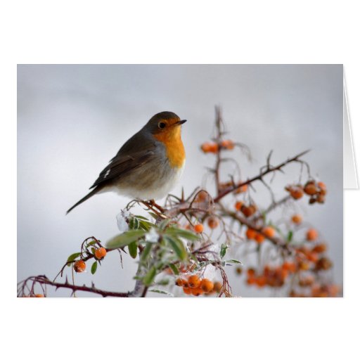 European Robin and orange berry Cards