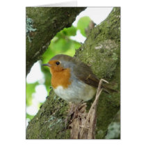 "European Robin-Bird Northumberland England" Greeting Card