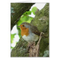 "European Robin-Bird Northumberland England" cards