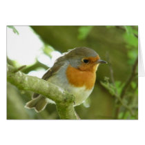 "European Robin-Bird Northumberland England" Cards