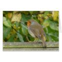 "European Robin-Bird Northumberland England" cards