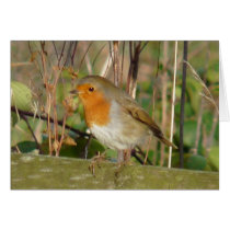 "European Robin-Bird Northumberland England" Greeting Card