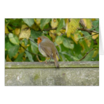 "European Robin-Bird Northumberland England" Greeting Cards